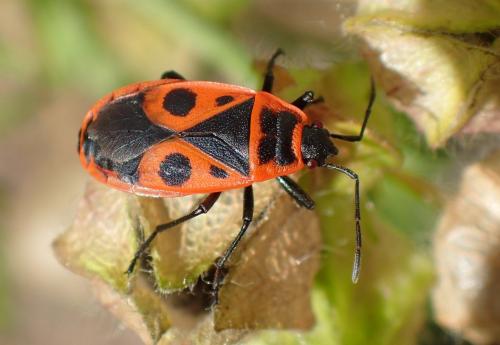 Réf. 236 612 : Pyrrhocoris apterus